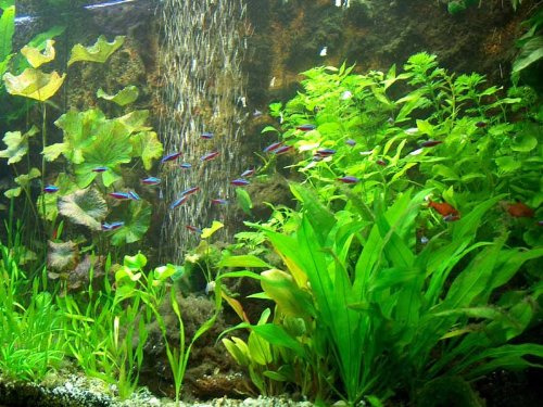 30 Aquarienpflanzen & 1000 ml Bachflohkrebse (Gammerus), Wasserpflanzen
