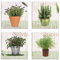 ARTLAND Wanddeko Küchenbilder Leinwand Bilder Set 4 teilig je 40x40 cm Quadratisch Wandbilder Kräuter Töpfe Lavendel Rosmarin Salbei Thymian J6QA