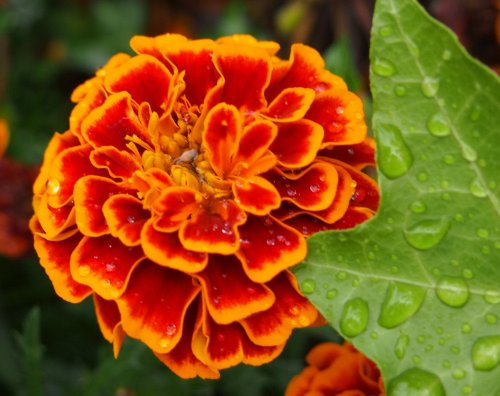 Herencia de 300 semillas de Tagetes patula enana africana Marigold Signet Maceta Rojo Naranja fresca a granel B2135