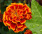 Herencia de 300 semillas de Tagetes patula enana africana Marigold Signet Maceta Rojo Naranja fresca a granel B2135