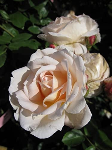 Baumschule Pflanzenvielfalt Kletterrose Amaretto® - Rosa Amaretto® - Duft++ - Creme-rosa - Kordes-Rose