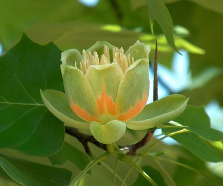 Seedeo Tulpenbaum Liriodendron tulipifera 30 Samen