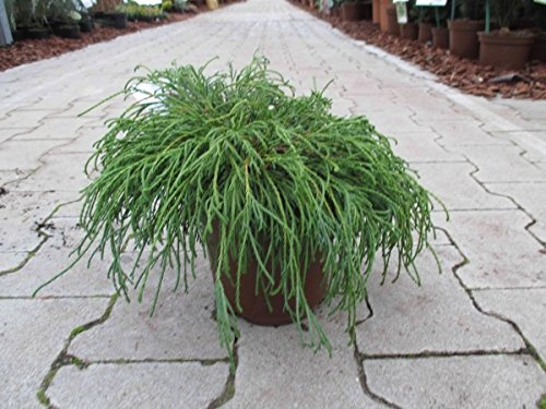 Baumschule Anding Grüne Zwerg-Fadenzypresse - Chamaecyparis pisifera - Filifera Nana - 15-20 cm
