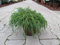 Baumschule Anding Grüne Zwerg-Fadenzypresse - Chamaecyparis pisifera - Filifera Nana - 15-20 cm