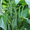 PREMIER SEEDS DIRECT - Climbing French Bean - Blue Lake - 150 Seeds