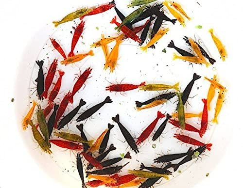 Garnelen Garnelio Deutscher Garnelenmix XL | Neocaridina davidi für Aquarium & NanoCube fürs Aquarium - je 8X Black Sakura, Red Fire Yellow Fire 24 st.