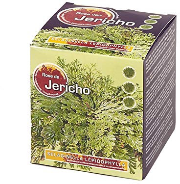 Rose par Jericho (Selaginella lepydophylla) - 1 Knolle, Plantes d'intérieur