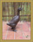 Clever-Deko Ente Laufente oder Gans Guss Eisen wetterfeste Garten Dekoration 40 cm hoch Geschenkidee