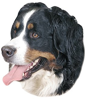 Nobby Aufkleber Berner Sennenhund gelb 12 x 3,5 cm