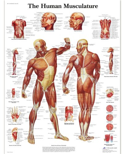 3B Scientific Human Anatomy - Diagramm der menschlichen Muskulatur, laminierte Version