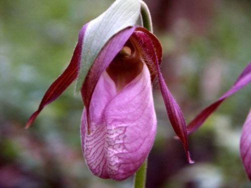 Rosa Frauenschuh Mokassin Blume (Cypripedium acaule) Orchid 200 Seeds