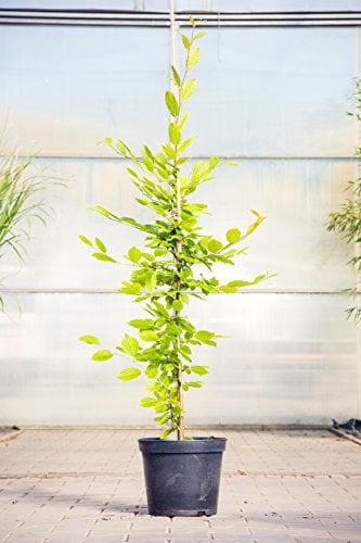 Hainbuche 80-100 cm Busch für Sonne-Halbschatten Heckenpflanze grünes Laub Gartenpflanze winterhart 1 Pflanze im Topf