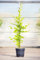 Hainbuche 80-100 cm Busch für Sonne-Halbschatten Heckenpflanze grünes Laub Gartenpflanze winterhart 1 Pflanze im Topf