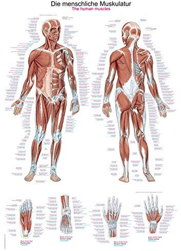 Erler-Zimmer Anatomische Lehrtafel, Kunstdruck, 70x100cm, Wandbild, Wohnzimmer