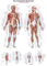 Erler-Zimmer Anatomische Lehrtafel, Kunstdruck, 70x100cm, Wandbild, Wohnzimmer