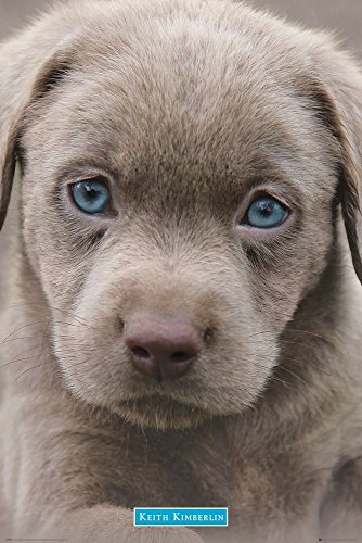 GB Eye Keith Kimberlin, Welpen blau Augen Maxi Poster, Mehrfarbig, 61 x 91,5 cm