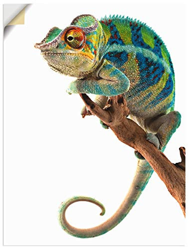 ARTland Wanddeko Wandtattoo selbstklebende Vinylfolie 60x80 cm Tiere Reptilien Chamäleon Madagaskar Zootiere Afrika T5RW