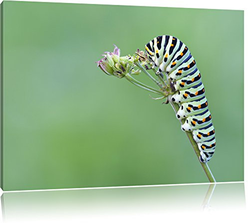 Pixxprint Grüne Raupe auf Ast Insekten Urwald Tiere, Größe: 80x60cm, Leinwandbild, fertig gespannt, Wandbild, Dekoration, Kunstdruck, kein Poster