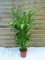 [Palmenlager] XL Chamaedorea cataractarum 120 cm - Topf 21 Ø cm/Fluss-Bergpalme/seltene Zimmerpflanze