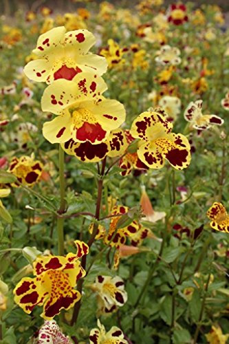WASSERPFLANZEN WOLFF - Mimulus tigrinus - Getigerte Gauklerblume, gelb-rot gefleckt QUALITÄTSSTAUDE durchwurzelt im 9x9 cm Topf