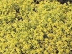 Just Seed - Flower - Sedum Acre - Common Stonecrop - 200 Seed