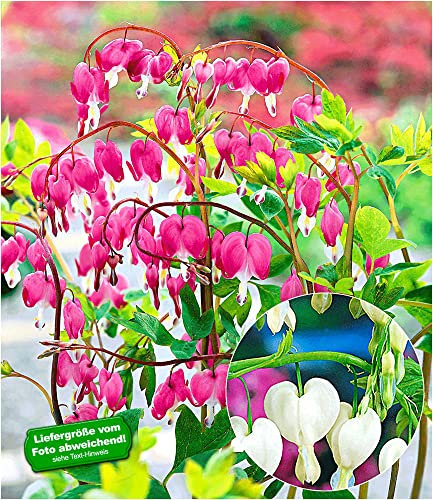 BALDUR Garten Tränendes Herz-Mix, 3 Knollen Dicentra spectabilis winterhart