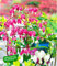 BALDUR Garten Tränendes Herz-Mix, 3 Knollen Dicentra spectabilis winterhart