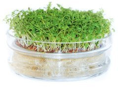 Coupelle de germination Bardo'Germ