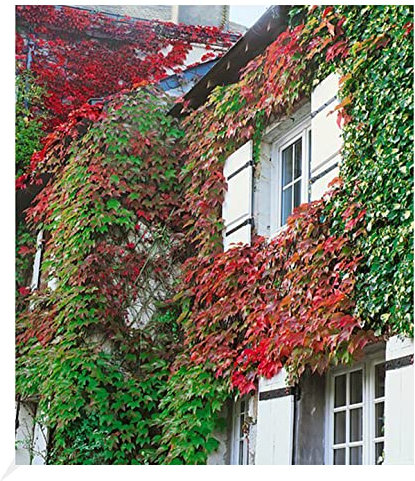 BALDUR Garten Wilder Wein 'Veitchii', 1 Pflanze, winterharte Kletterpflanze, bienenfreundlich, Wasserbedarf gering, für Standort im Schatten geeignet, Parthenocissus tricuspidata Veitchii