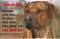Glxertvz +++ Rhodesian Ridgeback - Metall Warnschild Schild Hundeschild Sign - RRB 38 T2 in S