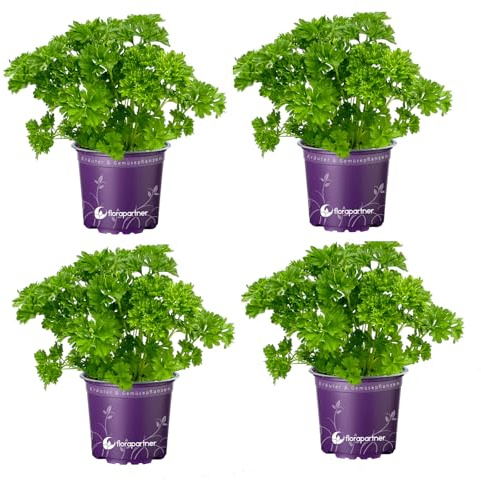 Krause Petersilie Petroselinum crispum 4stk./Kräuter Pflanze