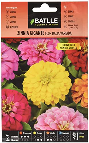 Semillas Batlle Battle - Semi di Fiori - Zinnia Gigante a fior di Dalia