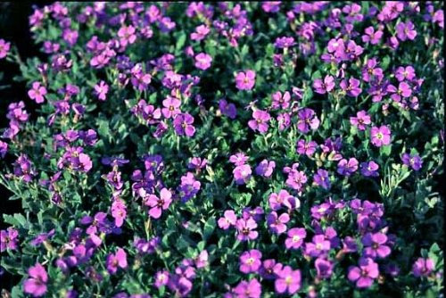 Staudenkulturen Wauschkuhn Aubrieta cultorum 'Drayton' - Blaukissen - Staude im 9cm Topf