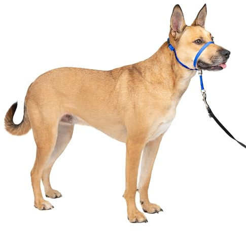 PetSafe Gentle Leader No-Pull Dog Headcollar - The Ultimate Solution to Pulling - Redirects Your Dog's Pulling for Easier Walks - Helps You Regain Control - Medium, Royal Blue