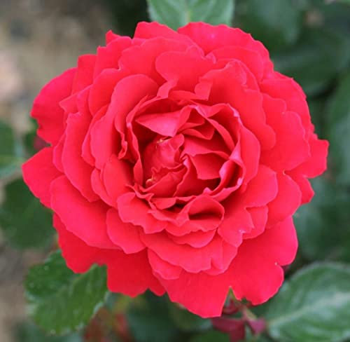 Rosa Bush Rose Petite Floribunda 'Ruby Anniversary ' Containerised