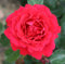 Rosa Bush Rose Petite Floribunda 'Ruby Anniversary ' Containerised