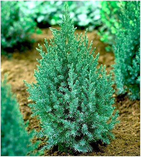 GrowOn Shrubs [2 Litre] Dwarf Conifer Juniperus Chinensis 'Pyramidalis' (Stricta) | Evergreen Shrub | Outdoor Garden Ready Plant