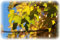 Müller Münchehof GmbH 25x Feldahorn 50 bis 80 cm - Baum des Jahres 2015