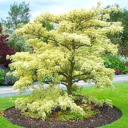 GIGANTE corniolo Cornus CONTROVERSA 10 semi
