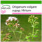 SAFLAX - Orégano griego - 600 semillas - Con sustrato estéril para cultivo - Origanum vulgare