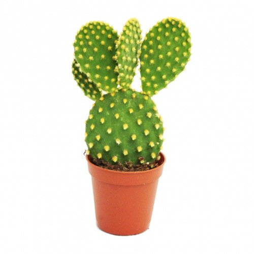 exotenherz - Opuntia microdasys - Cactus d'oreille à picots jaunes - dans un pot de 5,5 cm, vert, 5,5cm Topf