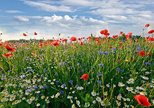 wandmotiv24 Fototapete Blumenwiese, L 300 x 210 cm - 6 Teile, Wanddeko, Wandbild, Wandtapete, Mohnblume, Feld, Himmel, Küche M0493