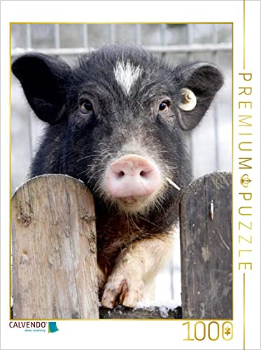 CALVENDO Puzzle Ferkel Steht am Zaun | 1000 Teile Lege-Größe 48 x 64 cm Foto-Puzzle für glückliche Stunden