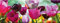 artissimo, Glasbild, 80x30cm, AG1967A, Tulips, bunte Tulpen, Bild aus Glas, moderne Wanddekoration aus Glas, Wandbild Wohnzimmer modern
