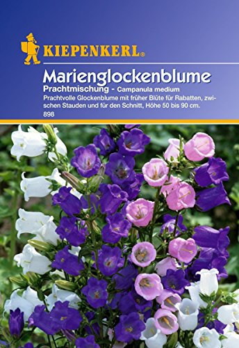 Sperli Blumensamen Glockenblume Marien-Prachtmischung, grün