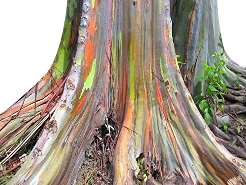 1000 Samen Regenbogen Eucalyptus - Eucalyptus deglupta - **Das Naturwunder**