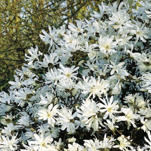 Sternmagnolie (weiß) - sehr frühblühend