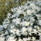 Sternmagnolie (weiß) - sehr frühblühend