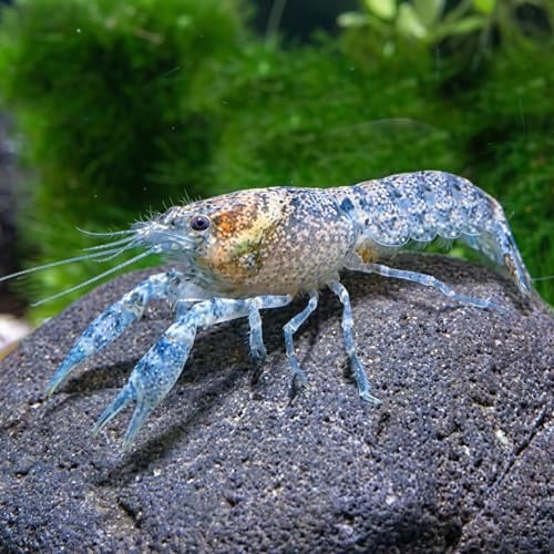Garnelio Diminitus Zwergflusskrebs - Kleinster Zwergkrebs - Cambarellus diminutus - 1 Pärchen DNZ - friedlicher Mini Krebs für Aquarium und Nanoaquarium - anpassungsfähig & pflegeleicht