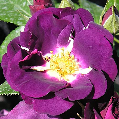 Rhapsody in Blue - 5.5lt Potted Floribunda Garden Rose Bush - Stunning Purple/Lilac Fragrant Blooms - Rose of The Year Winner - Unusual Variety